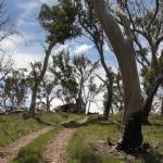 yrtleford - Avventura con il 4x4 sul mt. buffalo national park.